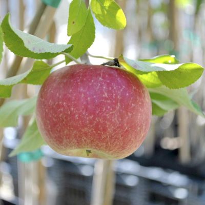 View full size image Photo of Stark® Jon-A-Red® Jonathan Apple Tree