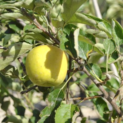 View full size image Photo of Stark® Golden Delicious Apple Tree
