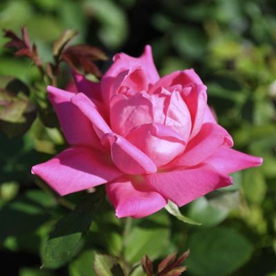 View full size image Photo of Pink Double Knock Out® Rose