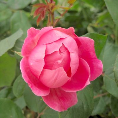 View full size image Photo of Pink Double Knock Out® Rose