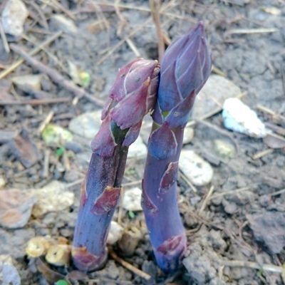 View full size image Photo of Purple Passion Asparagus Plant