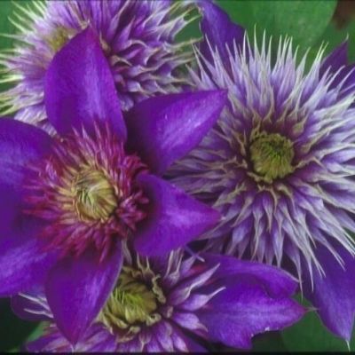 View full size image Photo of Multi Blue Clematis Plant