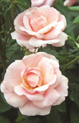 View full size image Photo of Peachy Knock Out® Rose