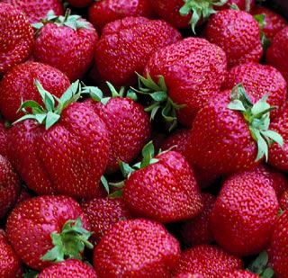 Image of Surecrop Strawberry