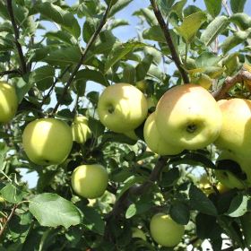 Photo of Golden Supreme® Apple Tree