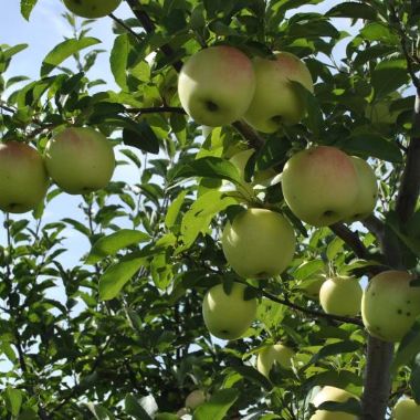 Photo of Golden Supreme® Apple Tree