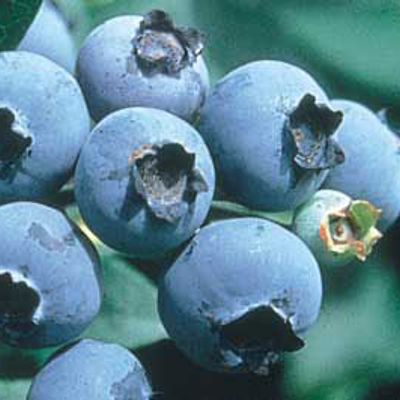 View full size image Photo of Legacy Blueberry Plant