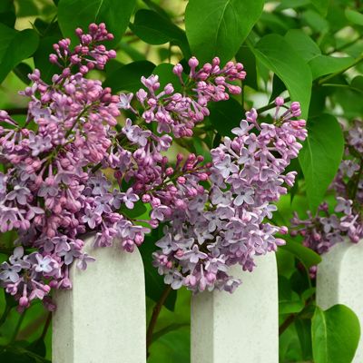 View full size image Photo of Red Pixie Lilac
