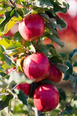 Pink Lady Apple Tree For Sale - 4-5ft Bareroot Organic