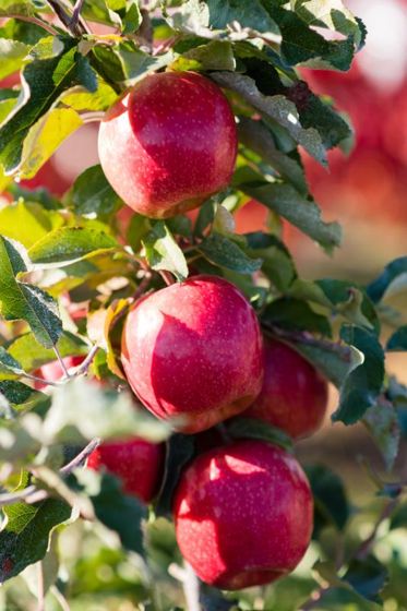 Organic Pink Lady Apple, New & Peak Season