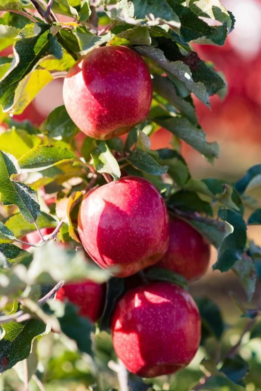 Grow Organic | Dwarf Pink Lady Apple Tree