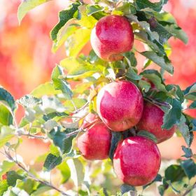 PINK LADY APPLE TREE-Malus domestica 'PINK LADY' Needs Pollinator Zone 5