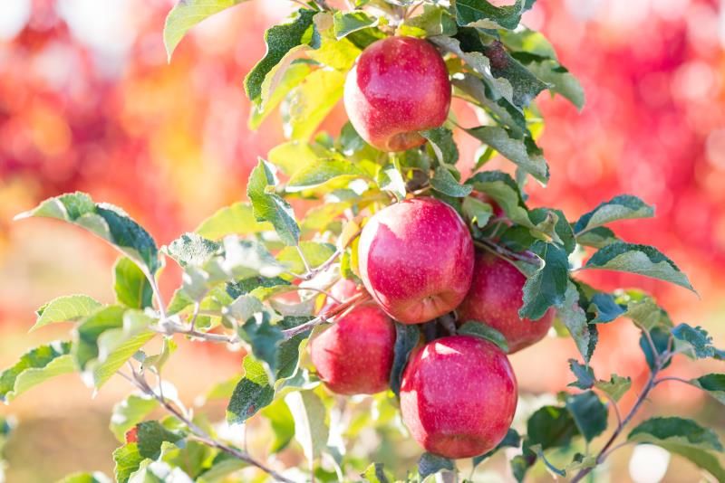 Grow Organic | Dwarf Pink Lady Apple Tree