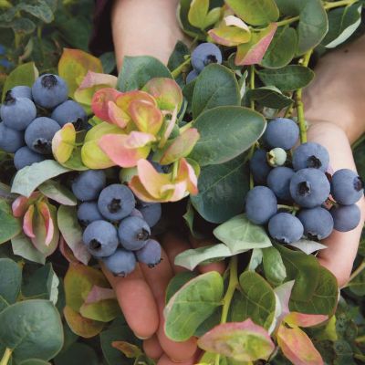 View full size image Photo of Bushel and Berry® Peach Sorbet® Blueberry Plant