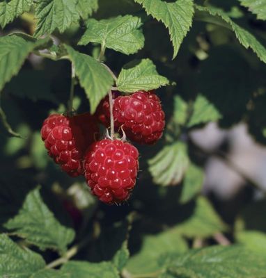View full size image Photo of Bushel and Berry® Raspberry Shortcake® Plant
