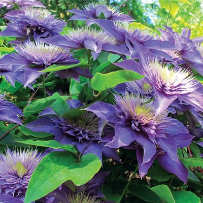View full size image Photo of Multi Blue Clematis Plant