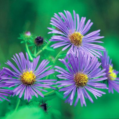 View full size image Photo of New England Aster Plant