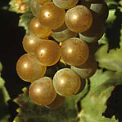 View full size image Photo of Golden Muscat Grape Vine