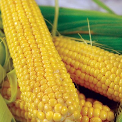 View full size image Photo of Buhl Sweet Corn Seed
