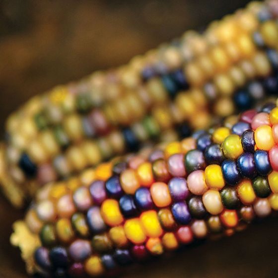 Photo of Glass Gem Corn Seed