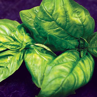 View full size image Photo of Genovese Basil Seed