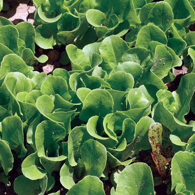 View full size image Photo of Buttercrunch Lettuce Seed