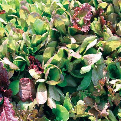 View full size image Photo of Rocky Top Lettuce Mix Seed