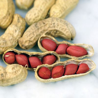 View full size image Photo of Tennessee Red Peanut Seed