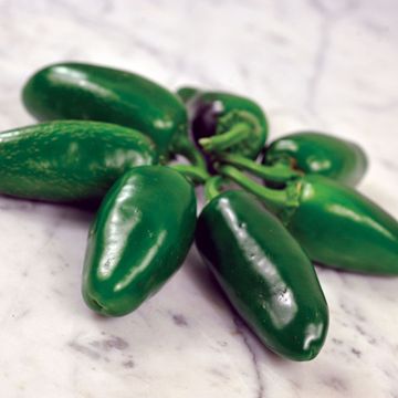 Photo of Craig's Grande Jalapeno Pepper Seed