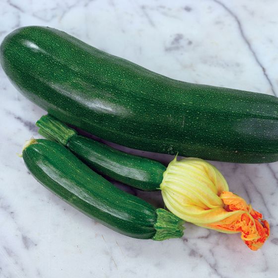 Photo of Fordhook Zucchini Summer Squash Seed