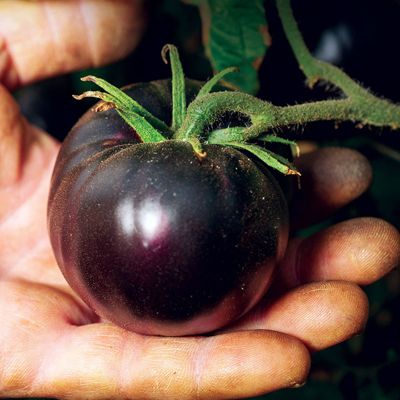 View full size image Photo of Black Beauty Tomato Seed