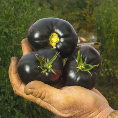 View full size image Photo of Black Beauty Tomato Seed