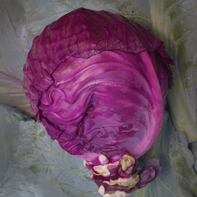 View full size image Photo of Mammoth Red Rock Cabbage Seed