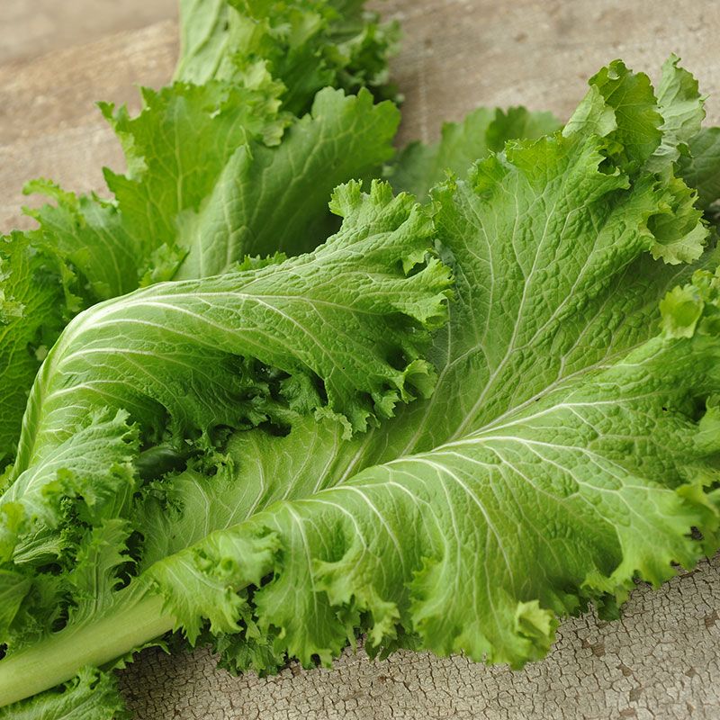 Mustard Greens Seeds - Southern Giant Curled