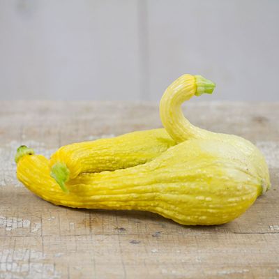 View full size image Photo of Early Summer Golden Crookneck Squash Seed