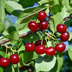 Photo of cherries on tree.