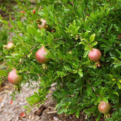 View full size image Photo of pomegranate tree.