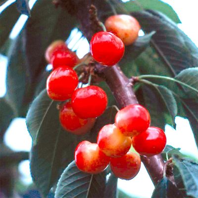 View full size image Photo of cherries on tree.