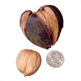 Photo of shellbark hickory nut unshelled with size comparison to a quarter.