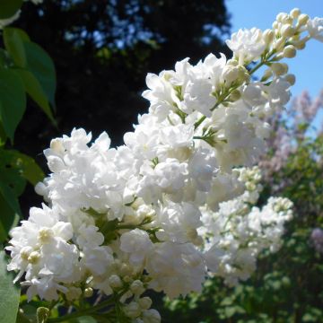 Photo of lilac blooms.