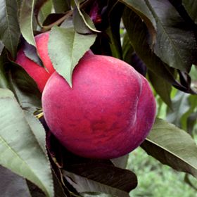 Photo of peach on tree.