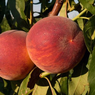 View full size image Photo of peaches on tree.