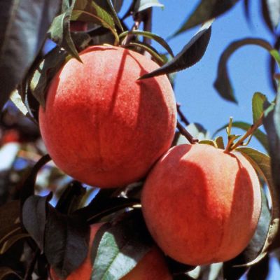 Photo of peaches on tree.