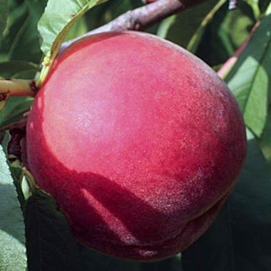 Photo of peach on tree.