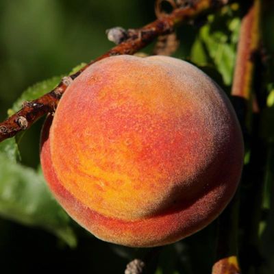 View full size image Photo of peach on tree.