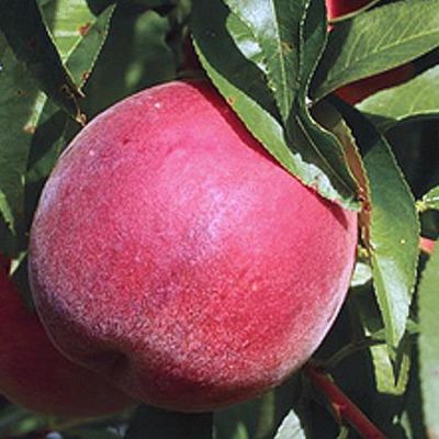 View full size image Photo of a large peach on tree.