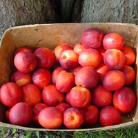 What are Nectarines – Fresh from the Sunbelt