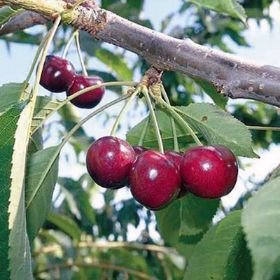 Photo of cherries on tree.
