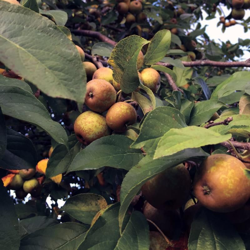 Image of Franklin Cider Apple Tree