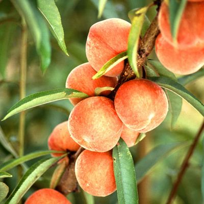 View full size image Photo of peaches on tree.